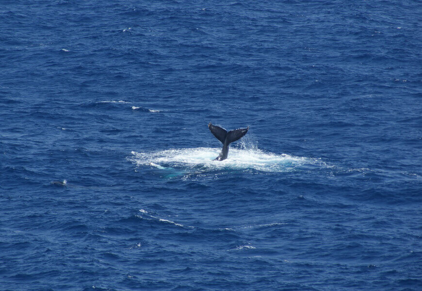 Whalewatching