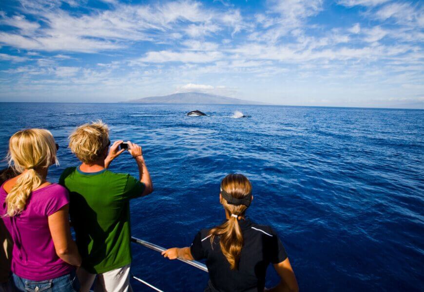 Whale watching opportunities in Kauai - Ali'ikai Resort