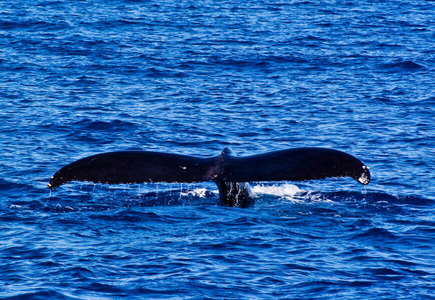 Whale watching opportunities in Kauai - Ali'ikai Resort