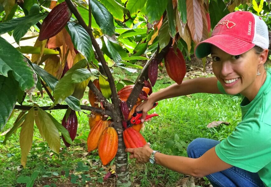 Garden Island Chocolalte picking pods