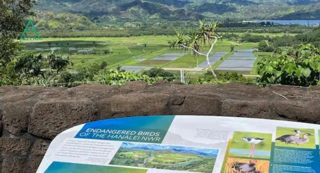 Hanalei National Wildlife Refuge Viewpoint